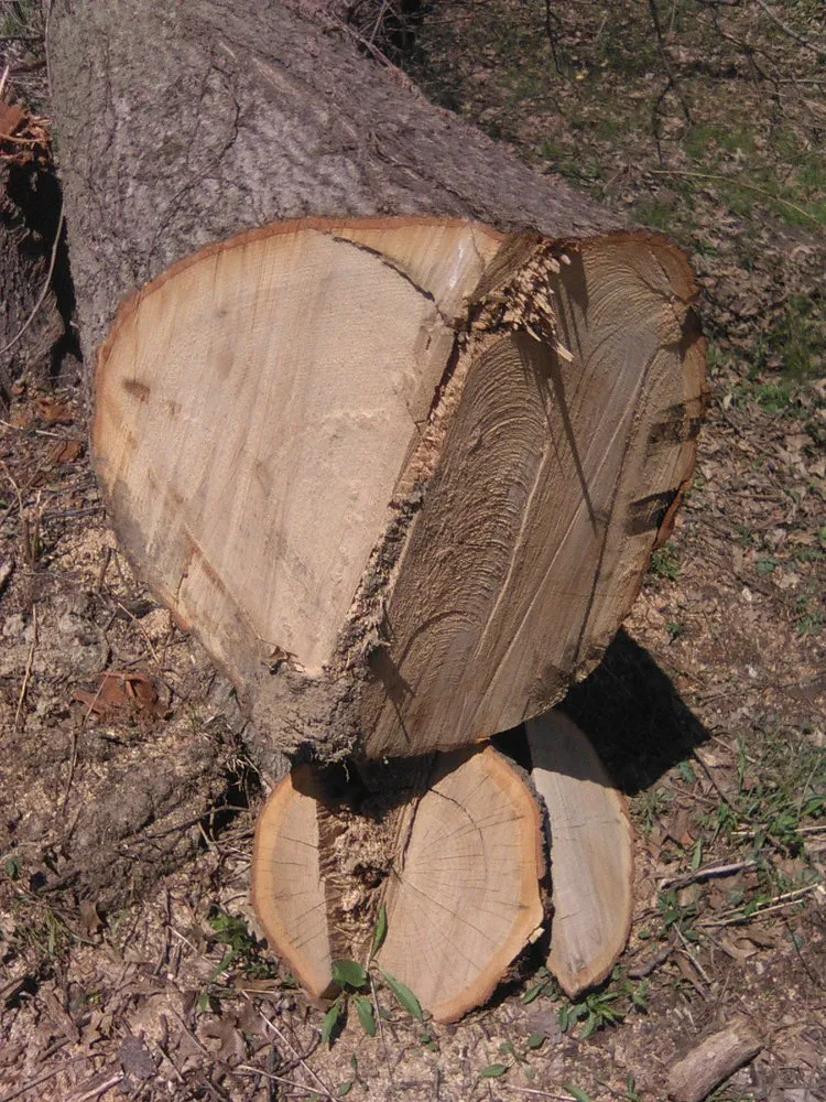 Reliable yard cleanup service in Bethalto, IL by Stassi's Outdoor Services