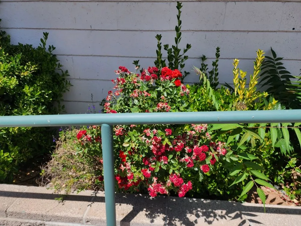 Expert garden landscaping experts serving Camp Verde, AZ - State 48 Landscape & Maintenance