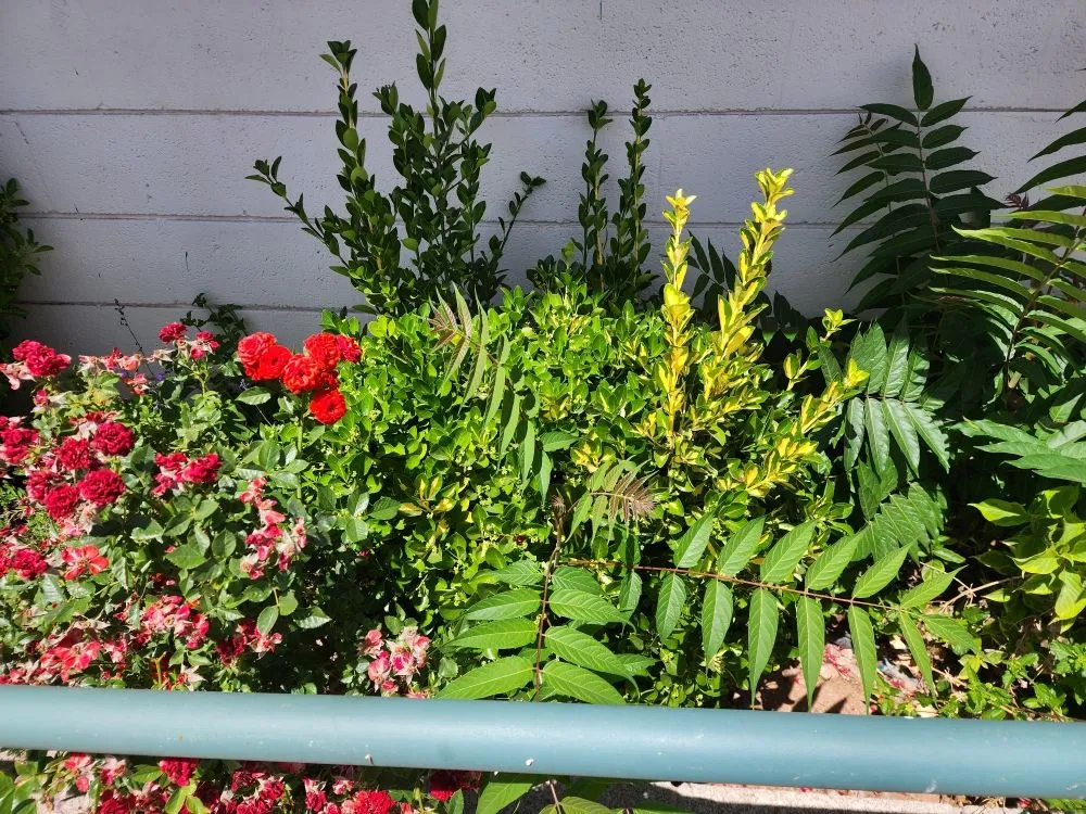 Affordable landscaping services for residential properties across Camp Verde, AZ - State 48 Landscape & Maintenance