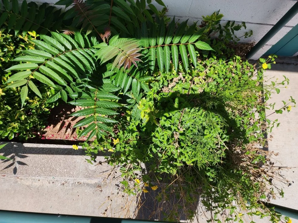 Trusted lawn mowing service in Camp Verde, AZ by State 48 Landscape & Maintenance