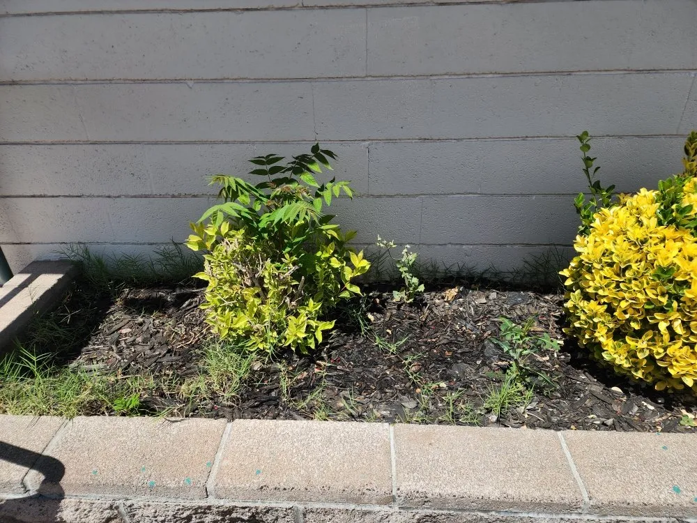 Affordable yard cleanup service for beautiful yards in Camp Verde, AZ by State 48 Landscape & Maintenance