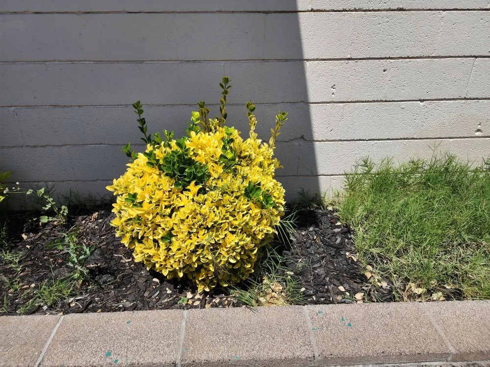 Reliable residential landscaping in Camp Verde, AZ by State 48 Landscape & Maintenance