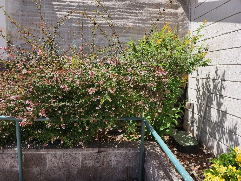 Trusted outdoor landscaping for homes across Camp Verde, AZ - State 48 Landscape & Maintenance