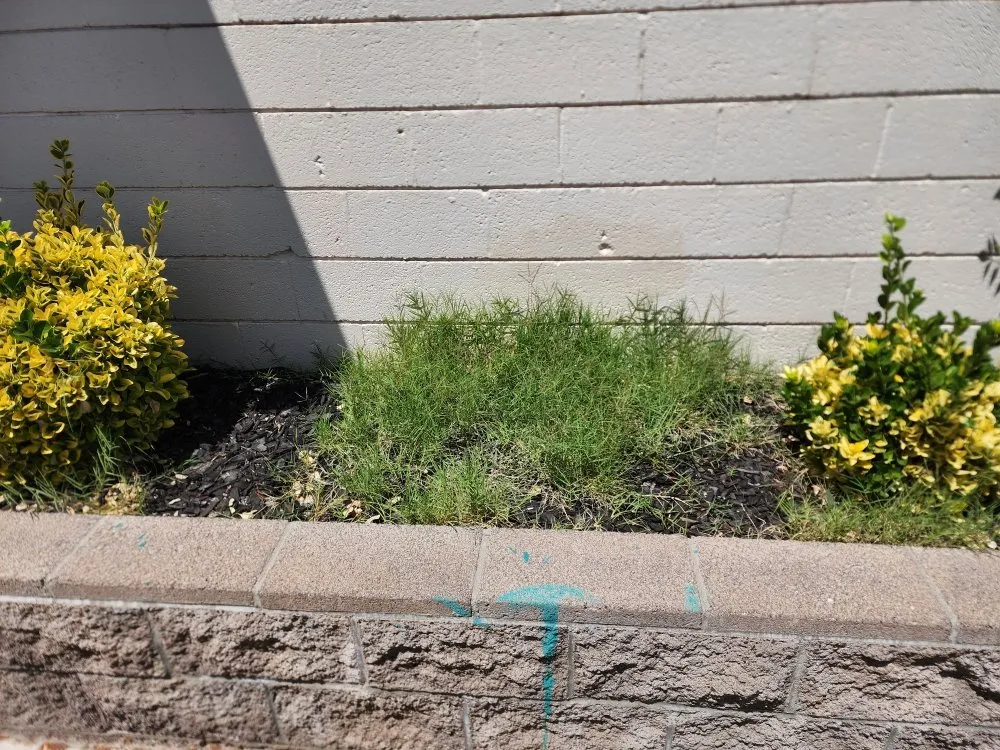 Reliable yard cleanup service in Camp Verde, AZ by State 48 Landscape & Maintenance