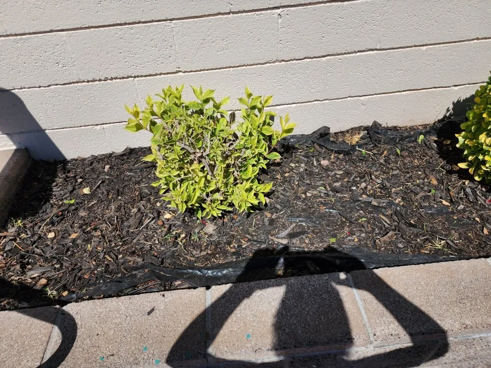 Reliable lawn care service near you across Camp Verde, AZ - State 48 Landscape & Maintenance