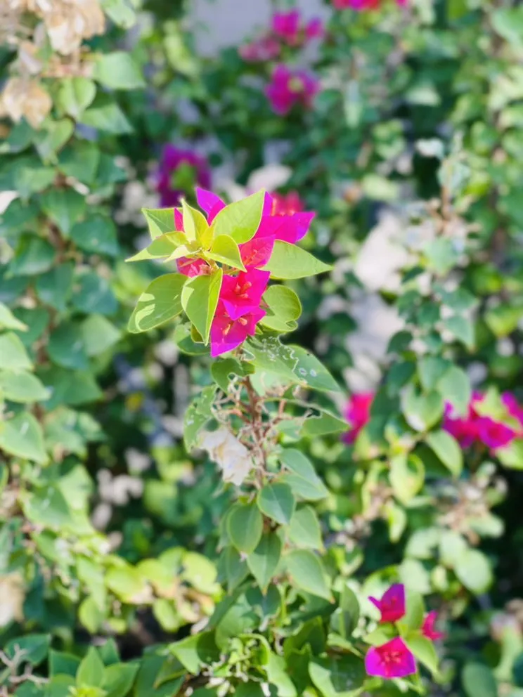 Reliable landscape design in Queen Creek, AZ - State 48 Landscaping and Lawncare