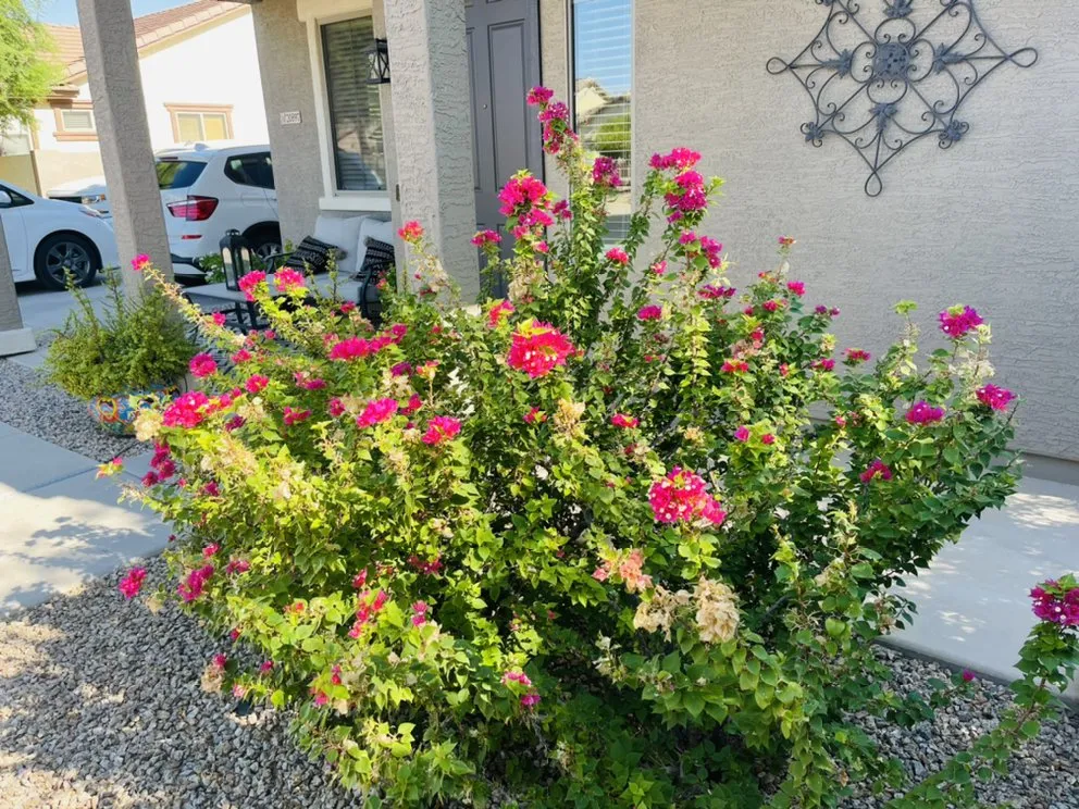 Top-rated landscaping services in Queen Creek, AZ by State 48 Landscaping and Lawncare