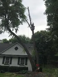 Top-rated yard maintenance experts serving Mound, MN - Statement Tree Care