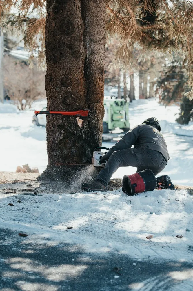 Local yard cleanup service experts serving Mound, MN - Statement Tree Care