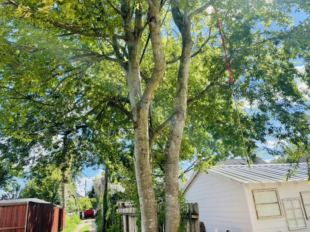 Expert landscape installation in Houston, TX - Statera Solutions