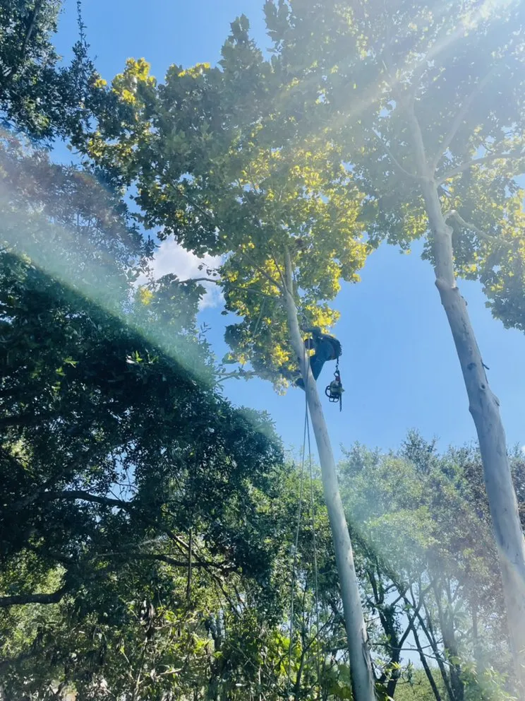 Expert landscape installation in Houston, TX - Statera Solutions