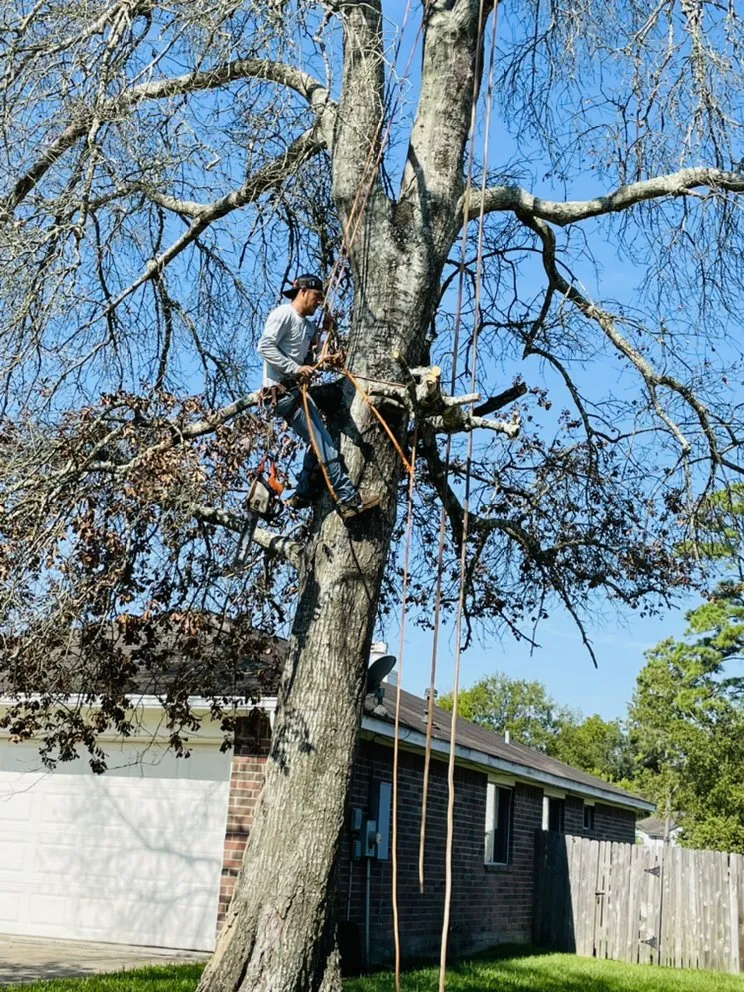 Local yard cleanup service for residential properties across Houston, TX - Statera Solutions