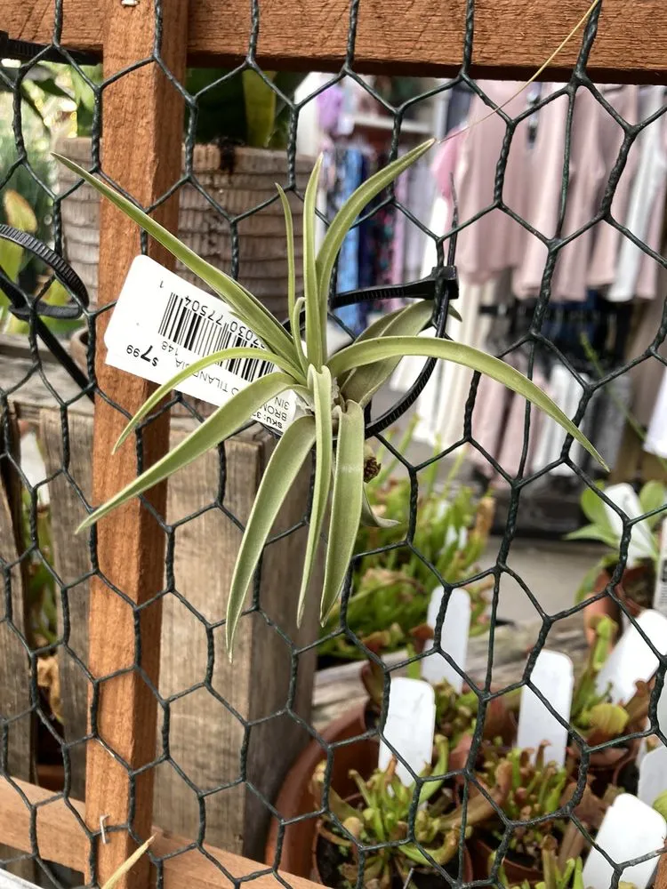 Expert yard maintenance for year-round maintenance in Harrisburg, PA by Stauffers Of Kissel Hill Home & Garden