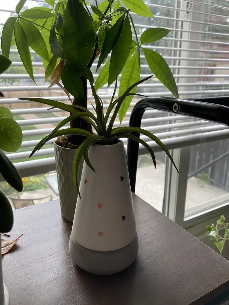 Trusted yard cleanup service in Harrisburg, PA by Stauffers Of Kissel Hill Home & Garden