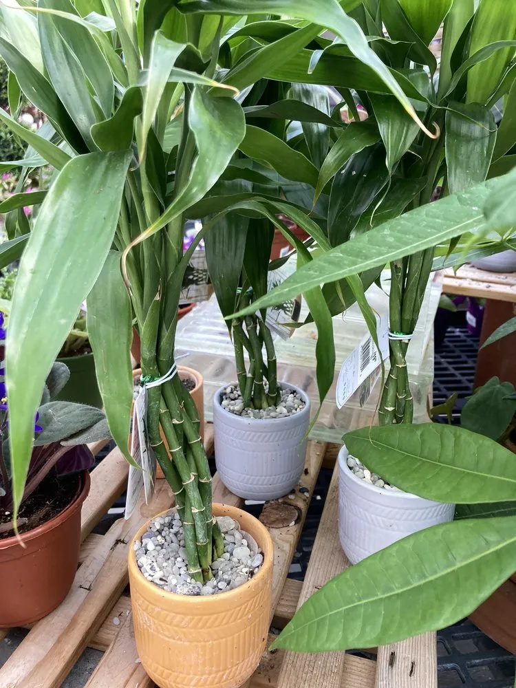 Top-rated outdoor landscaping in Harrisburg, PA by Stauffers Of Kissel Hill Home & Garden