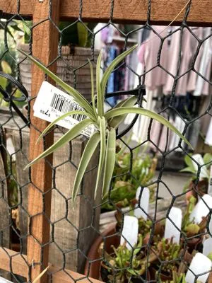 Stauffers Of Kissel Hill Home & Garden Logo