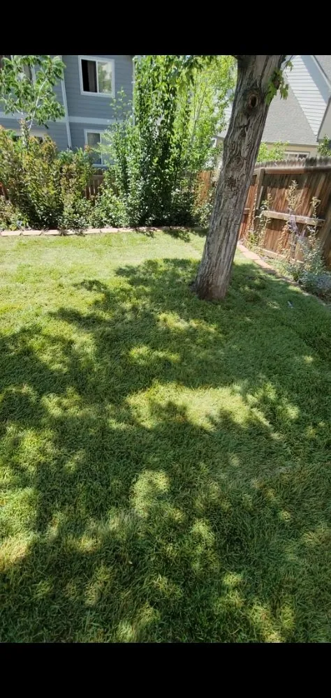 Top-rated lawn care service for year-round maintenance in Lakewood, CO by Stay Fresh LLC