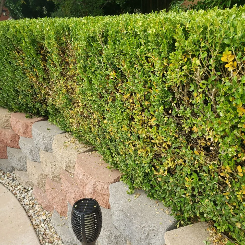 Reliable yard maintenance in El Cajon, CA - Stay Green and Clean Landscapers