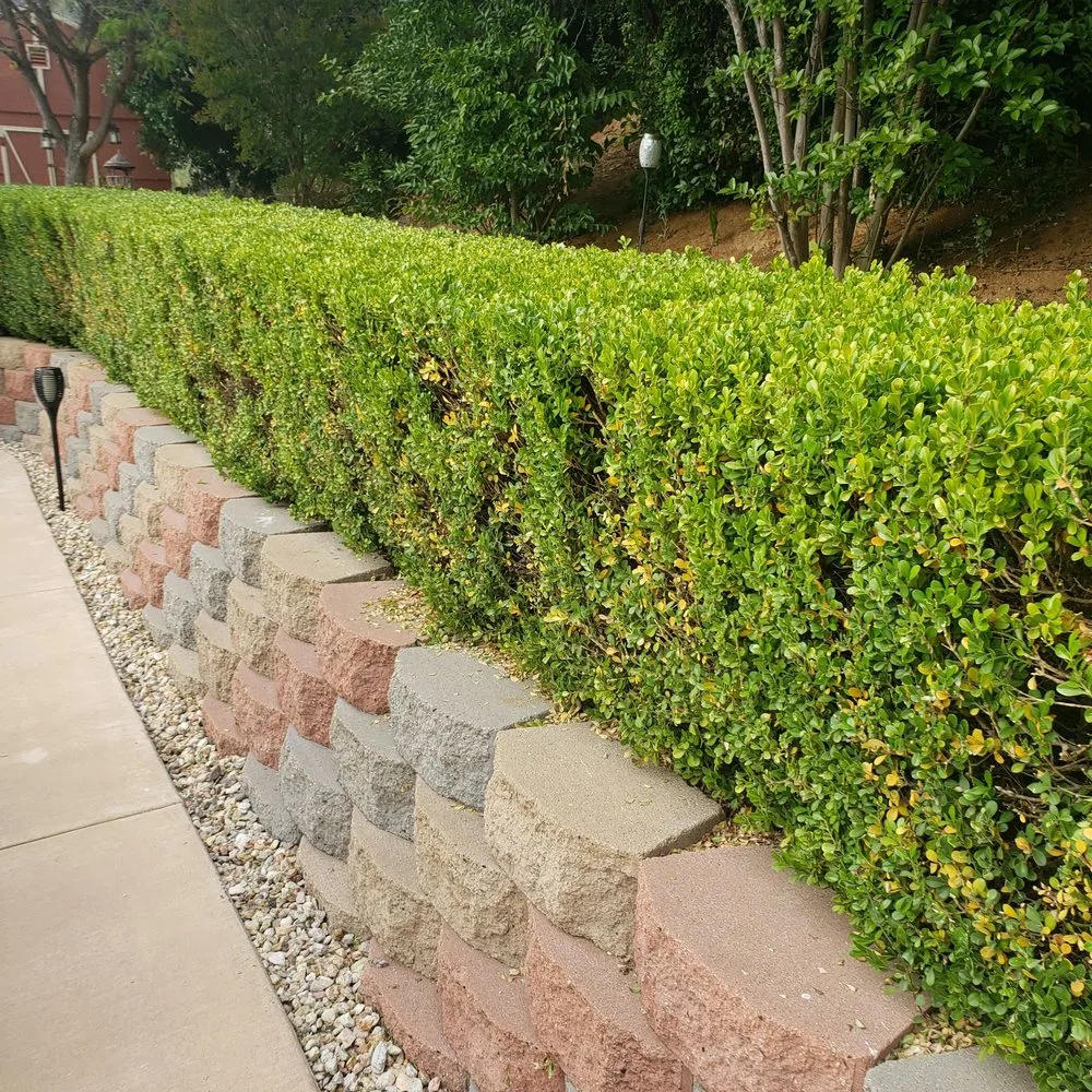 Top-rated yard cleanup service with custom design in El Cajon, CA by Stay Green and Clean Landscapers
