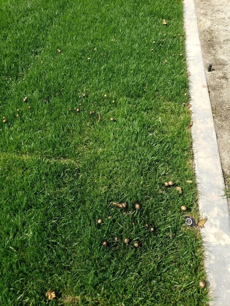 Trusted landscape installation for outdoor upgrades across El Cajon, CA - Stay Green and Clean Landscapers