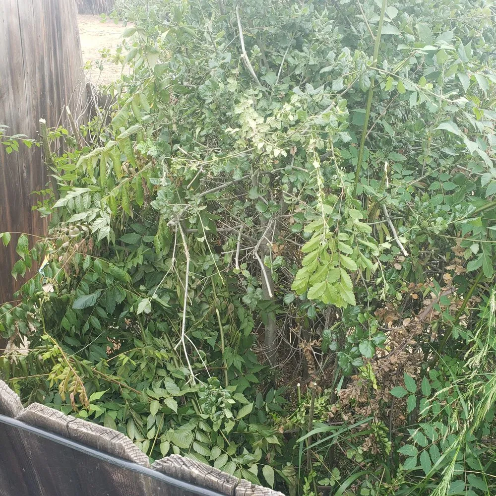 Top-rated garden landscaping in El Cajon, CA by Stay Green and Clean Landscapers