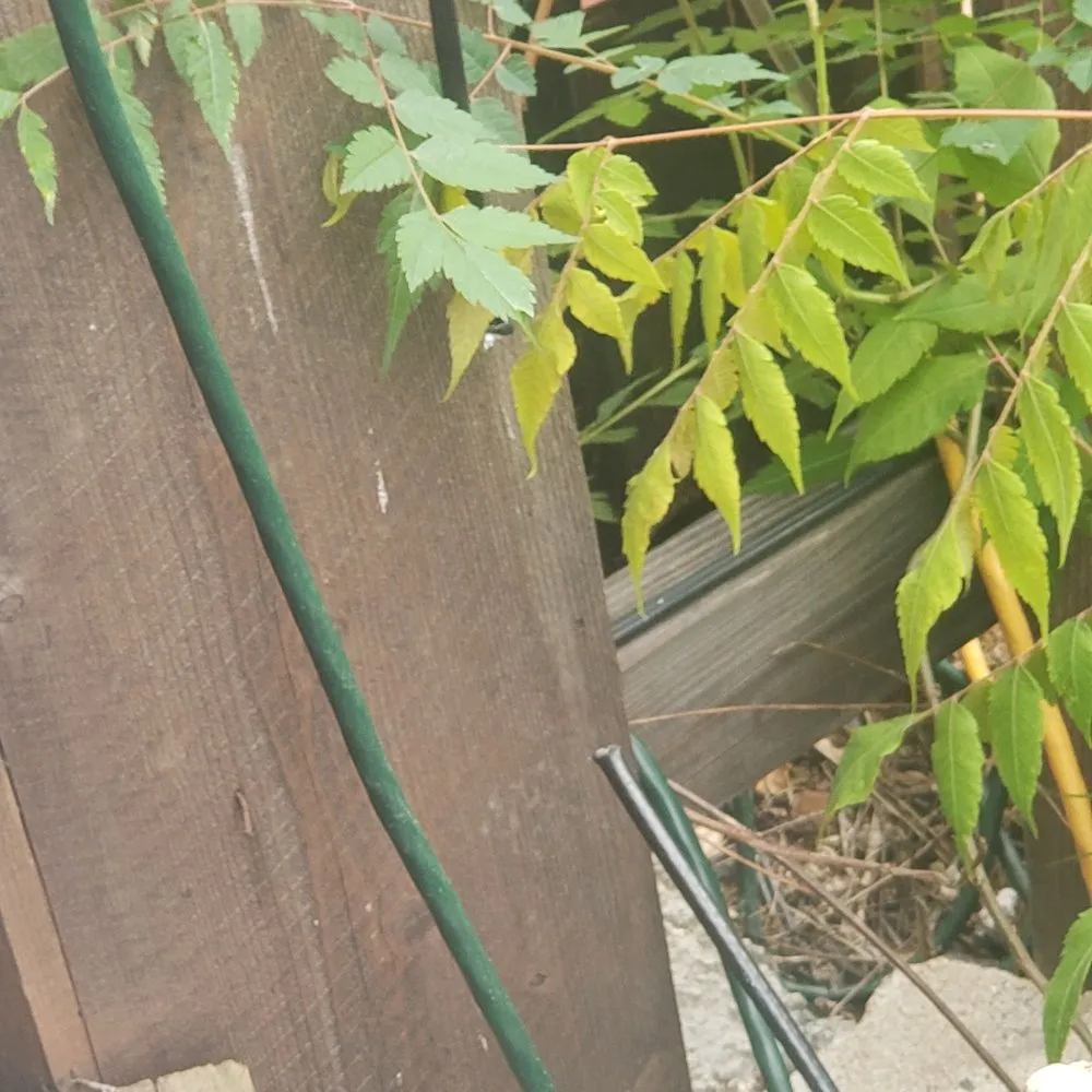 Professional residential landscaping experts serving El Cajon, CA - Stay Green and Clean Landscapers