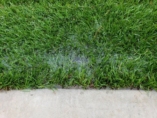 Stay Green and Clean Landscapers Logo