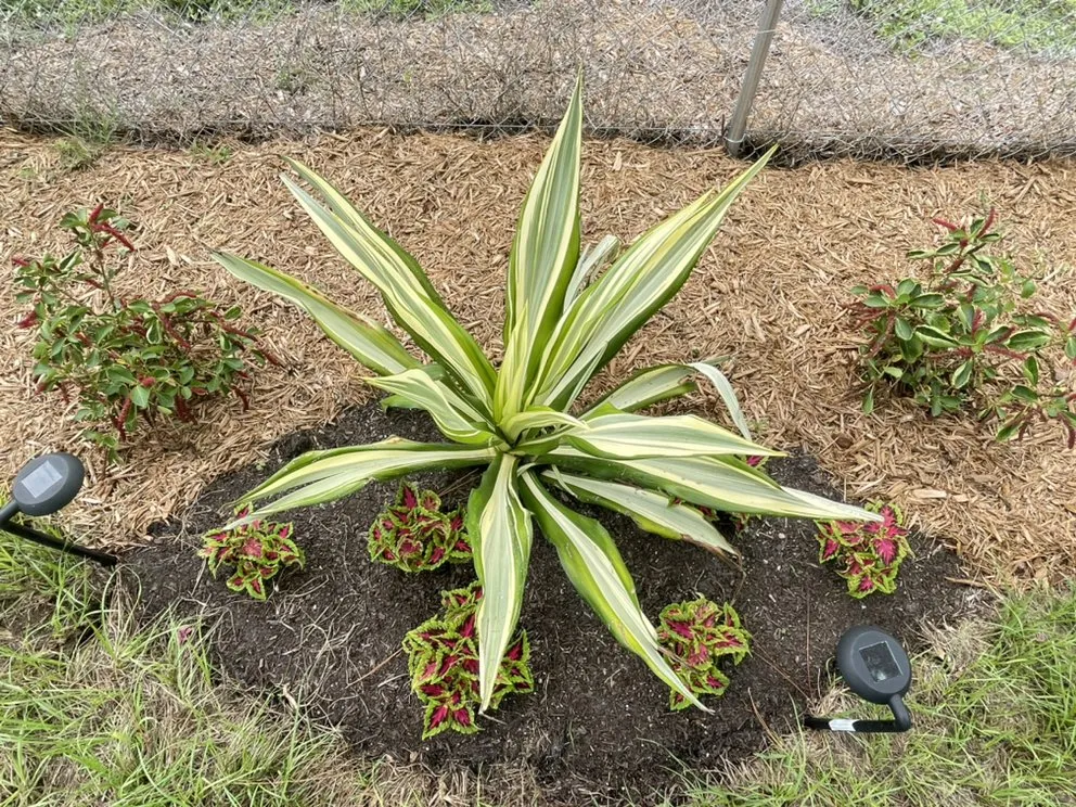 Trusted garden landscaping in Cape Coral, FL - Stay Green Lawn Service