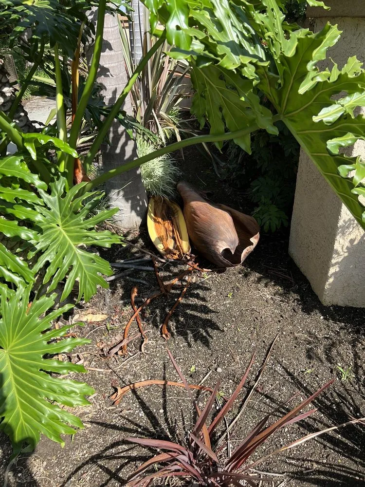 Reliable lawn mowing service for beautiful yards in Santa Clarita, CA by Stay Green