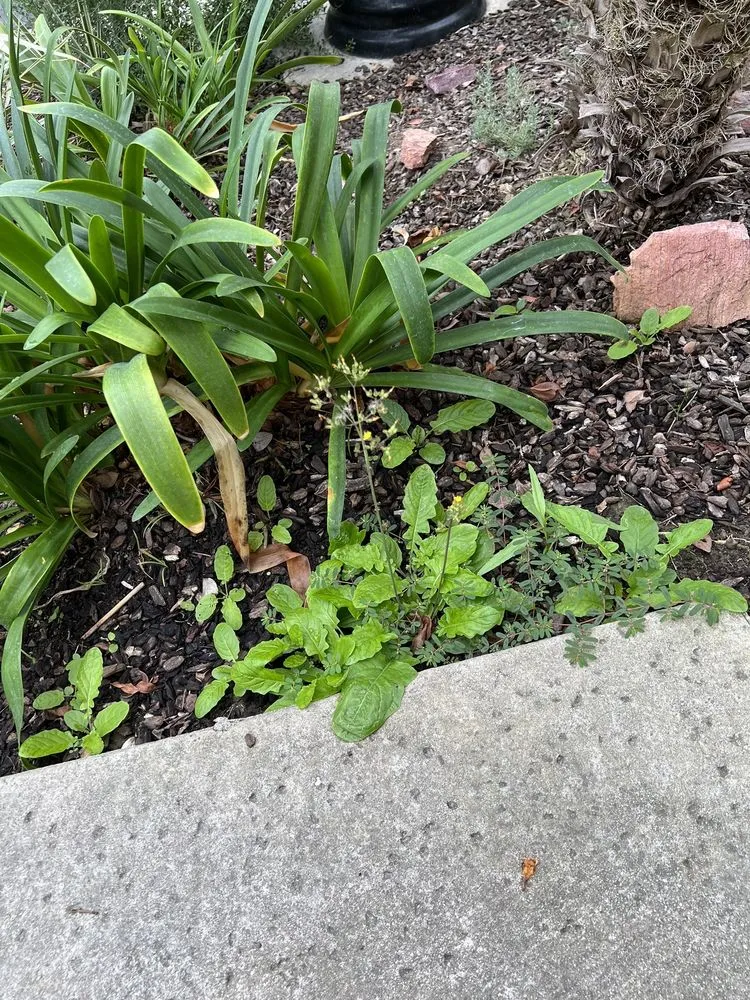 Affordable landscaping services in Santa Clarita, CA - Stay Green