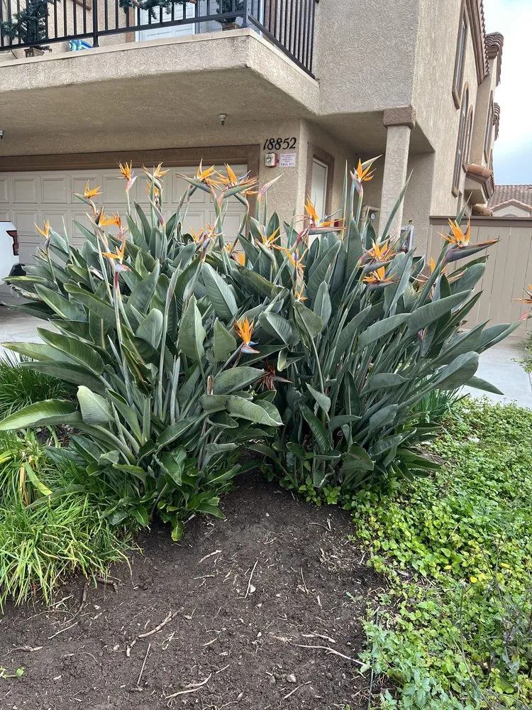 Trusted lawn mowing service in Santa Clarita, CA by Stay Green