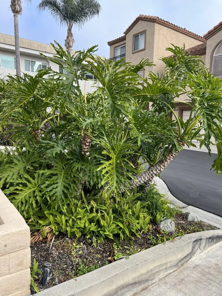 Professional landscape installation experts serving Santa Clarita, CA - Stay Green