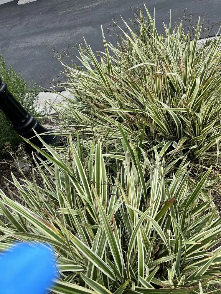 Reliable residential landscaping near you in Santa Clarita, CA by Stay Green