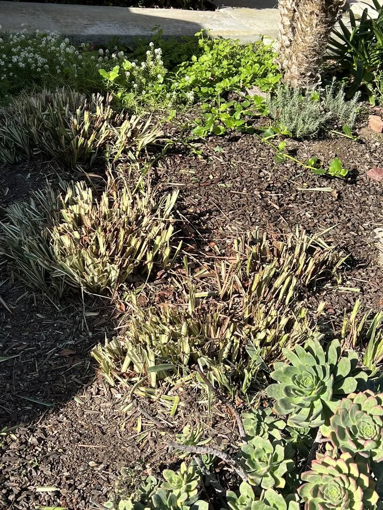 Professional garden landscaping in Santa Clarita, CA - Stay Green