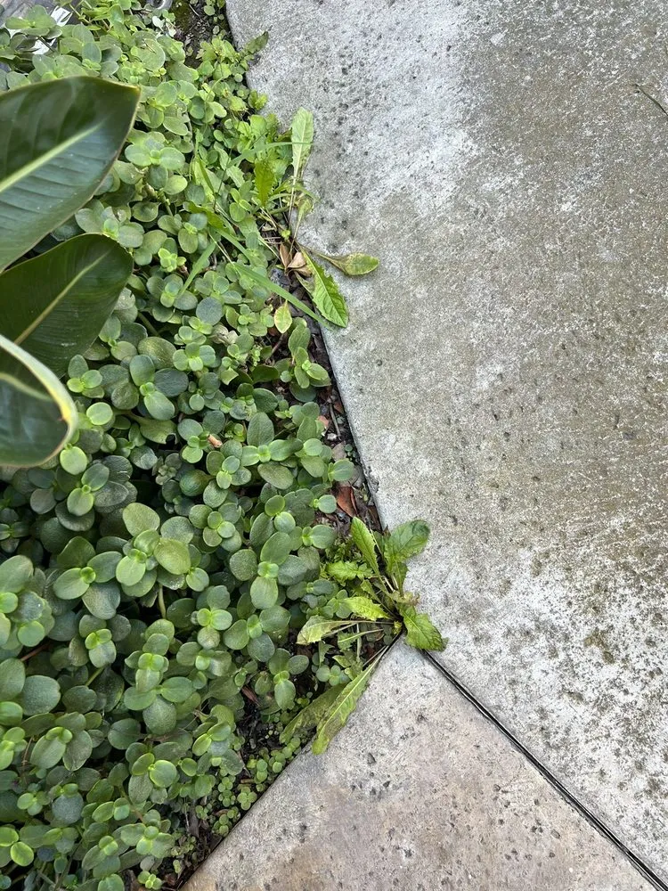 Expert landscaping services for residential properties in Santa Clarita, CA by Stay Green