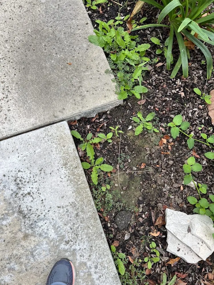 Affordable lawn care service experts serving Santa Clarita, CA - Stay Green