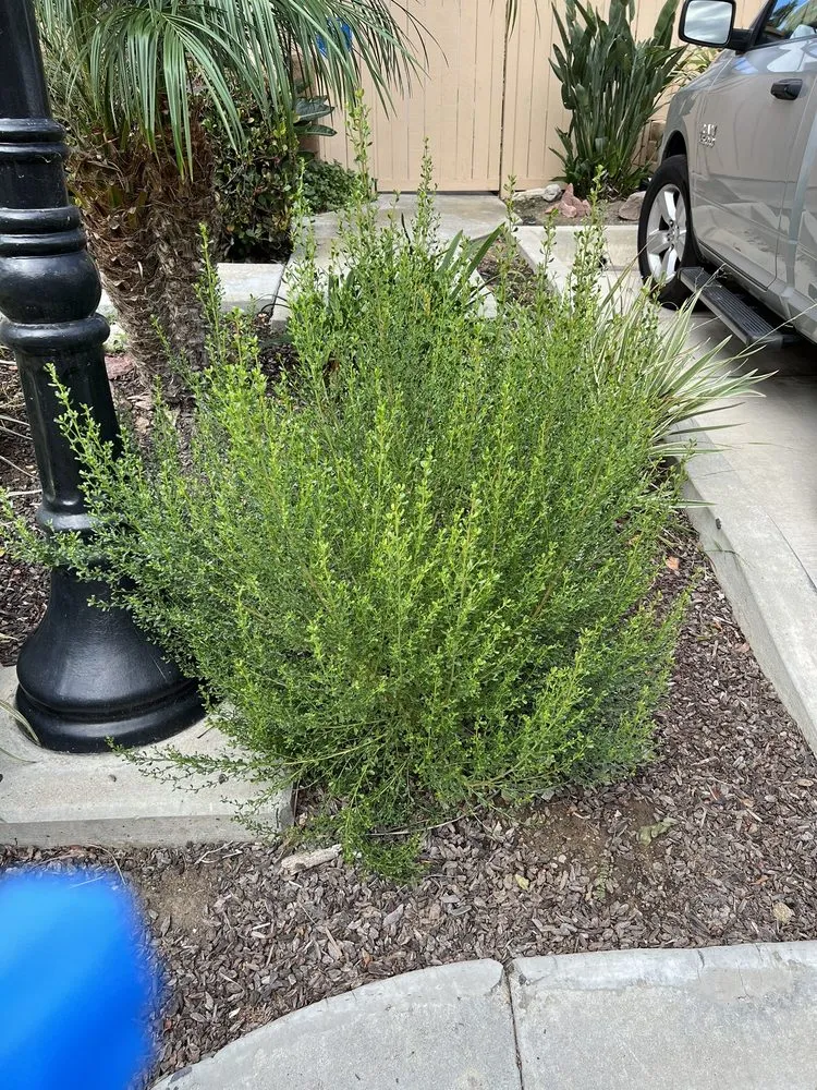 Custom residential landscaping experts serving Santa Clarita, CA - Stay Green