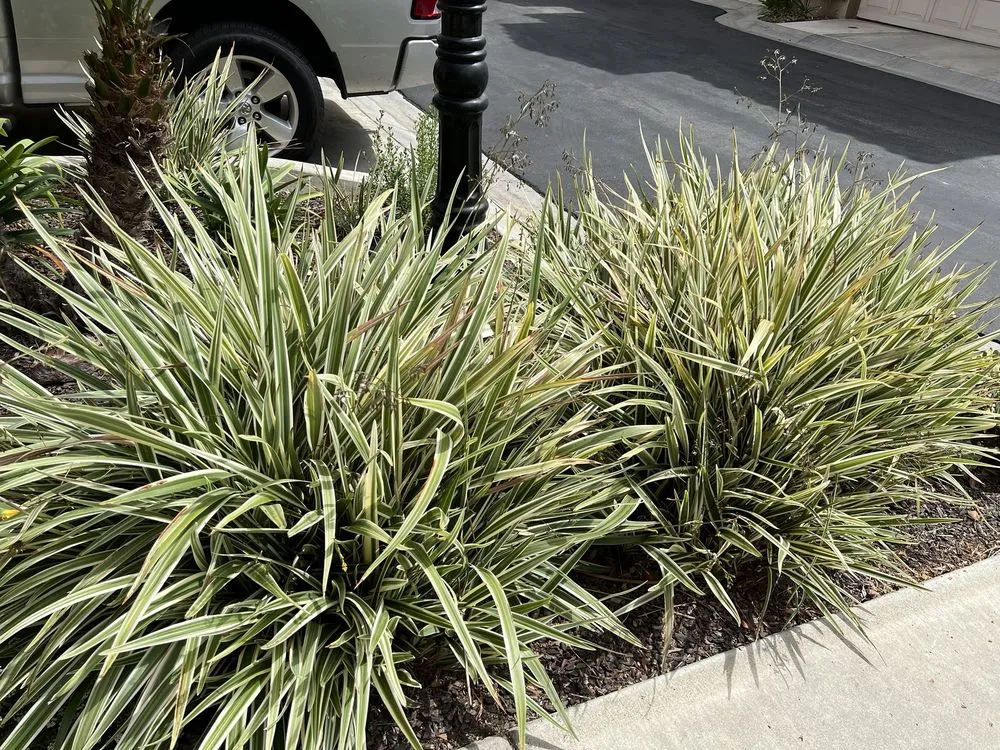 Affordable lawn mowing service experts serving Santa Clarita, CA - Stay Green