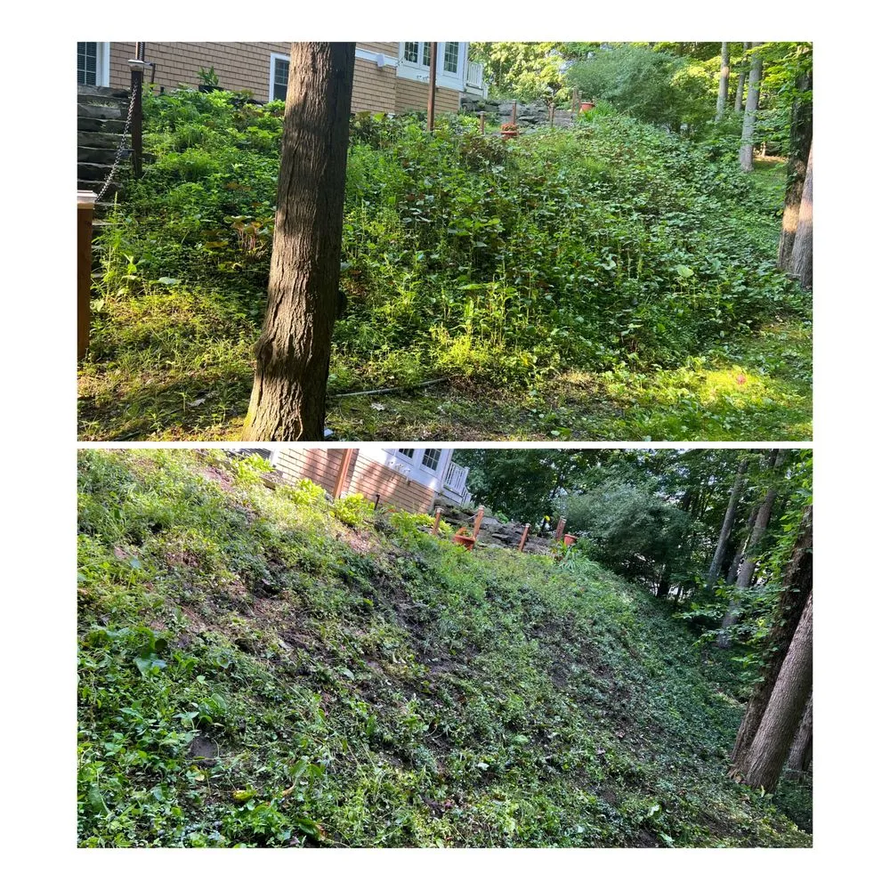 Affordable lawn care service for residential properties in Middleville, MI by Stayton property management