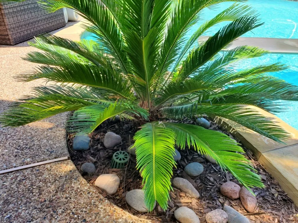 Reliable landscape installation in Frisco, TX by Stealth Landscape Services