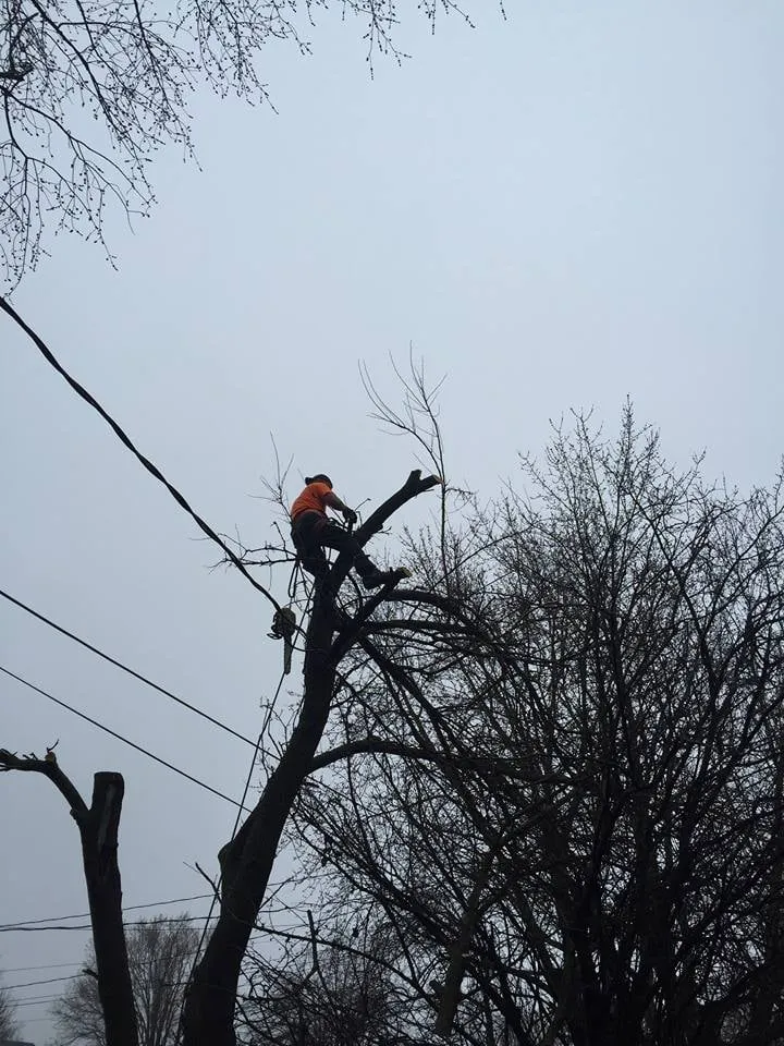 Custom landscaping services for beautiful yards in Eaton, OH by Stearman And Sons Tree Service