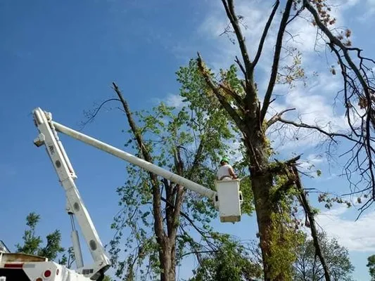 Stearman And Sons Tree Service