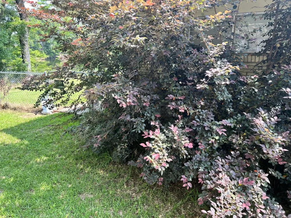 Expert residential landscaping experts serving Monroe, LA - Steel Lawncare