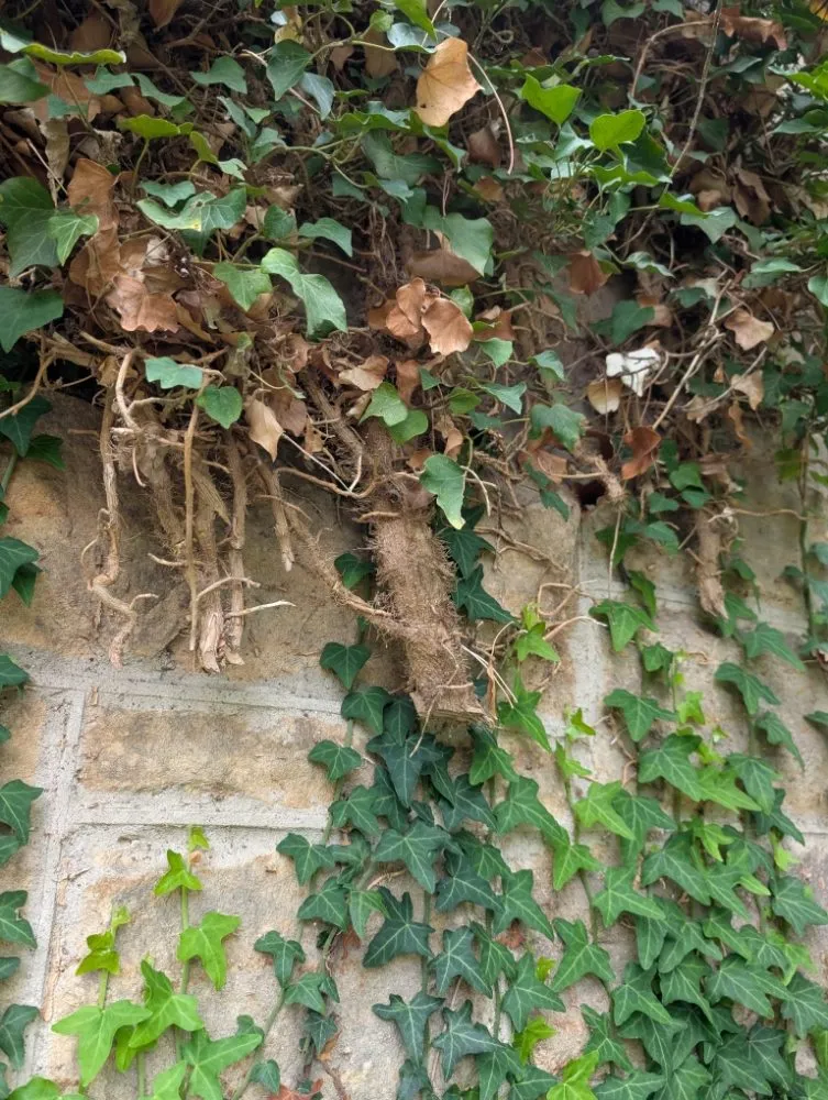 Reliable lawn mowing service with custom design across Butler, PA - Steetle's Construction And Laboring Service