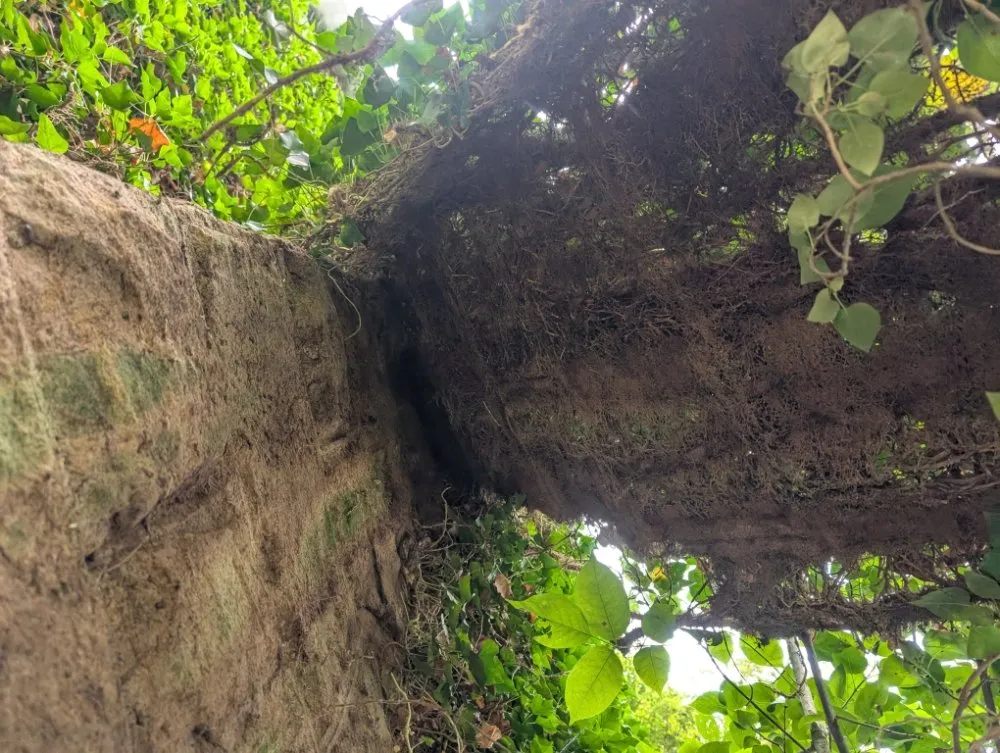 Trusted yard cleanup service in Butler, PA by Steetle's Construction And Laboring Service