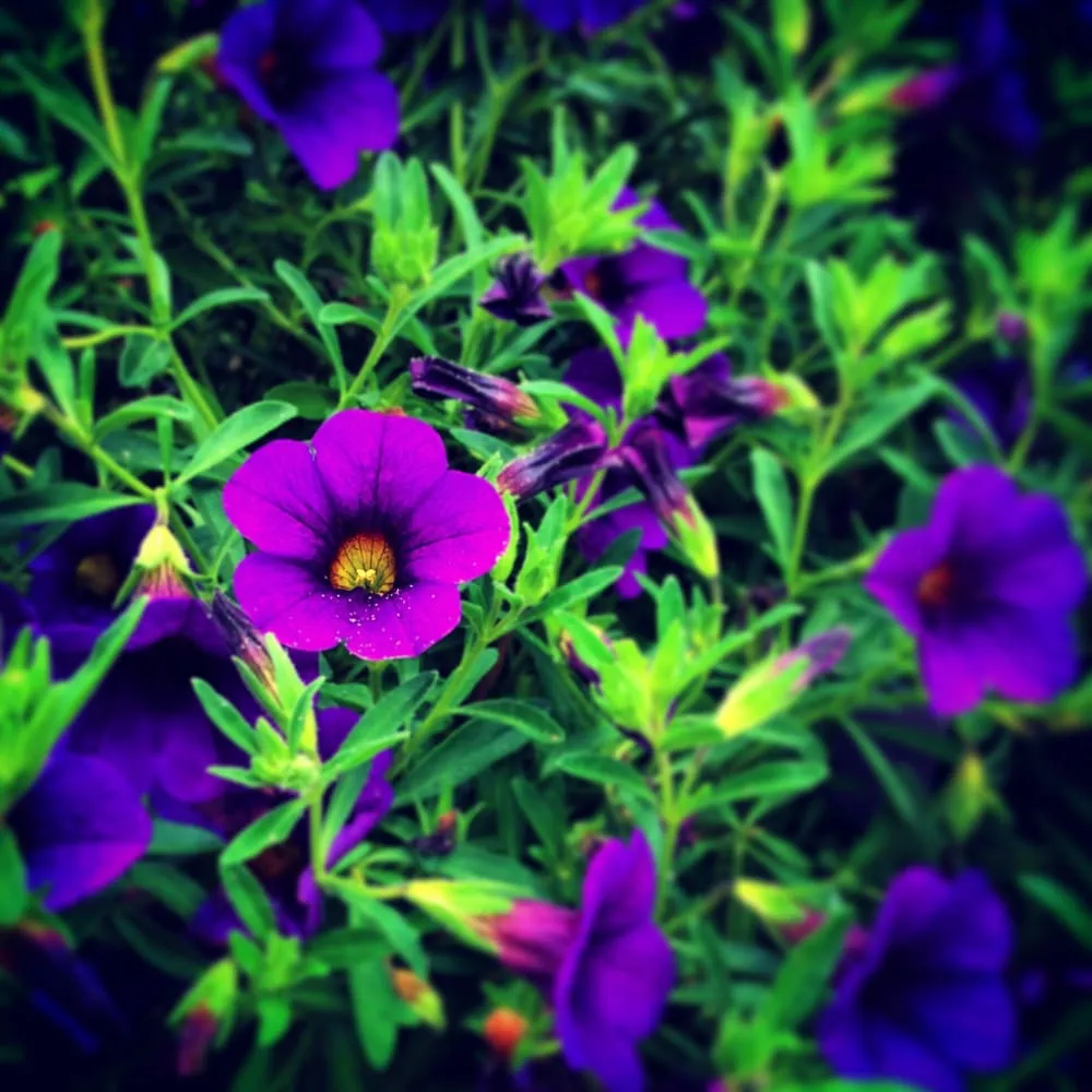 Local landscape installation experts serving Wildwood Crest, NJ - Steiger's Lawn Care