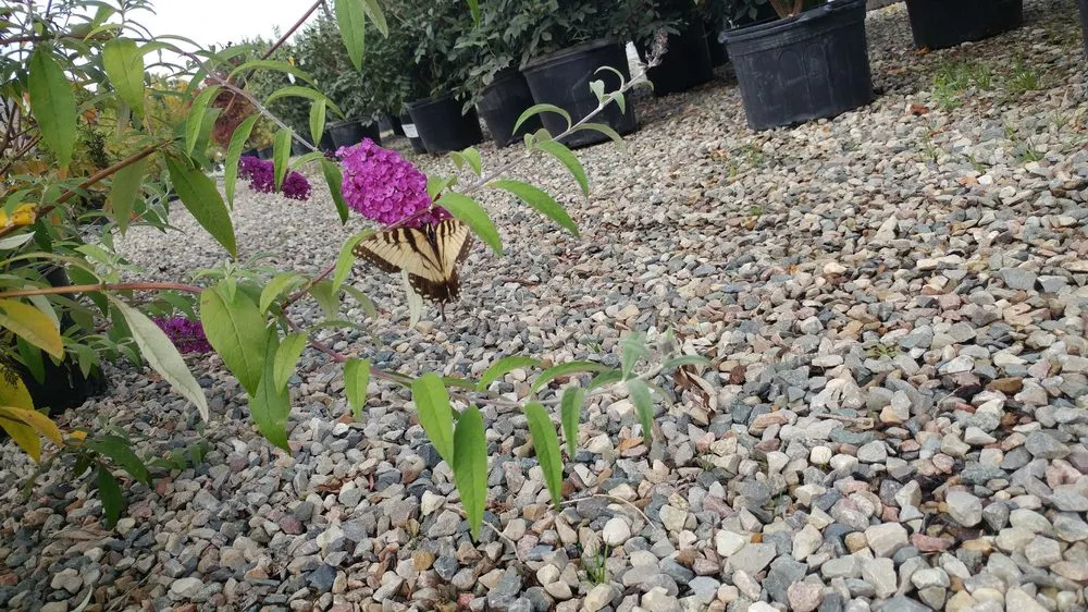 Trusted landscape installation experts serving Farmington Hills, MI - Steinkopf Nursery