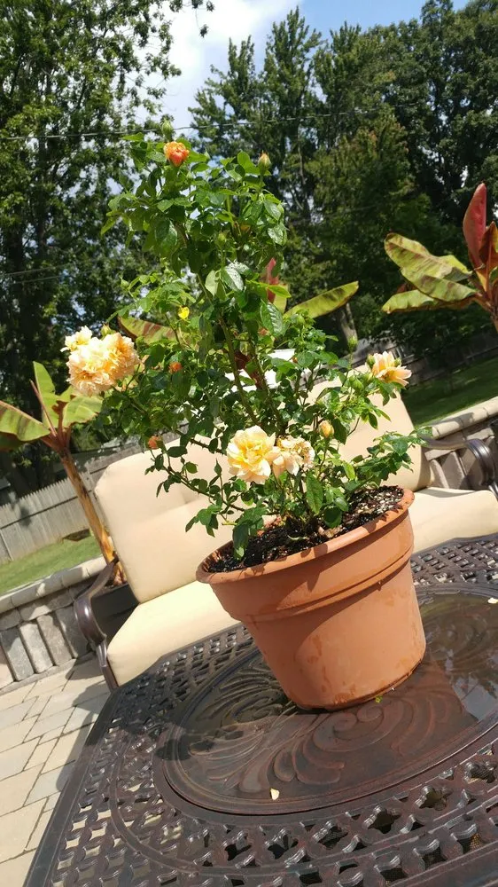 Reliable lawn care service for residential properties across Farmington Hills, MI - Steinkopf Nursery