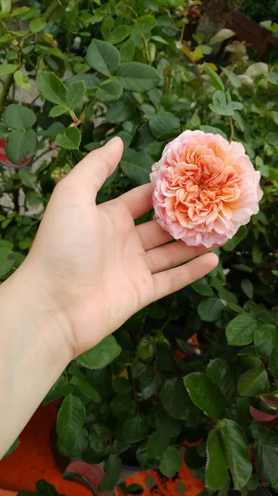 Top-rated yard cleanup service with custom design across Farmington Hills, MI - Steinkopf Nursery