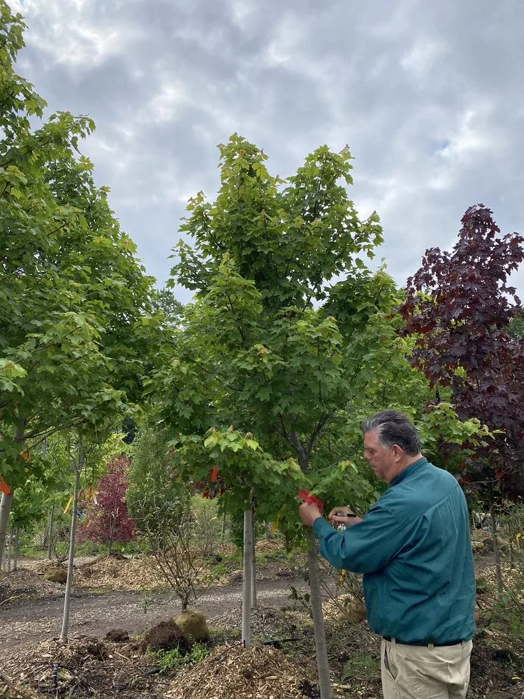 Affordable yard cleanup service experts serving Farmington Hills, MI - Steinkopf Nursery